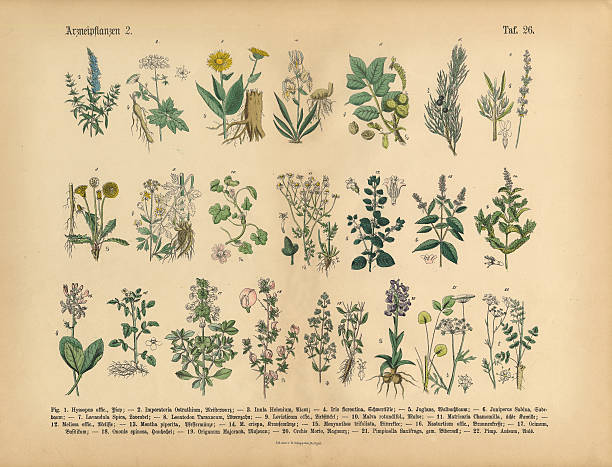 ilustraciones, imágenes clip art, dibujos animados e iconos de stock de plantas y medicamentos a base de hierbas, victoriana botánico medio - herb seasoning spice old fashioned