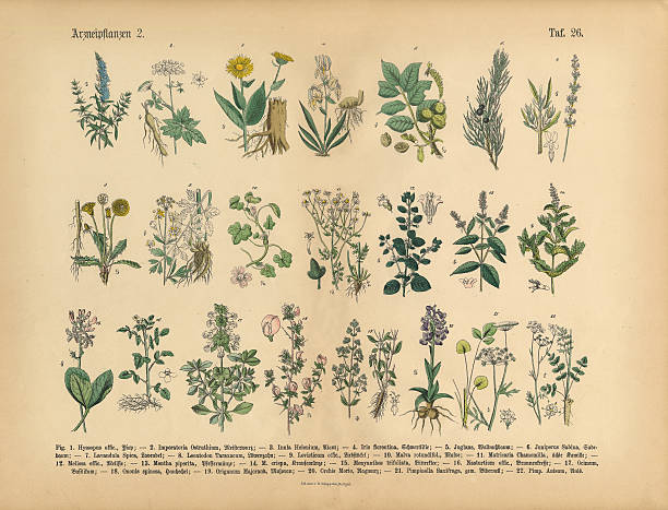 의약품 및 허브 식물, 빅토이라 식물학 일러스트 - white background plant flower herb stock illustrations