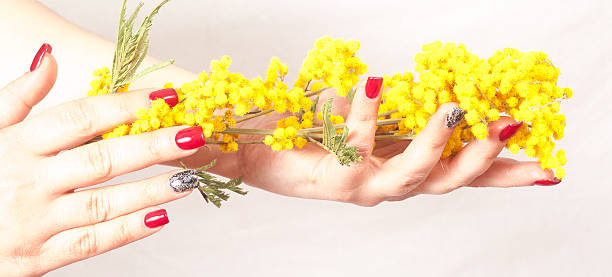 istock Woman hands with mimosa. 515380428