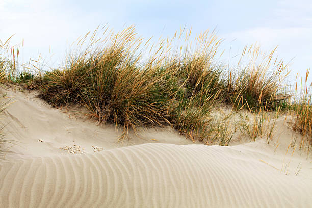 Sand Dunes stock photo