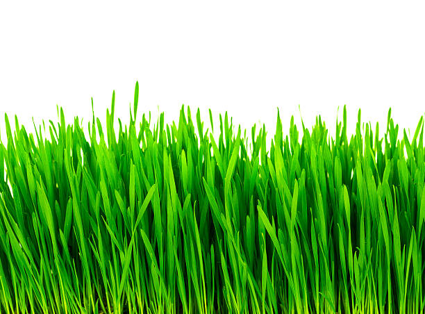 新鮮な緑の草木の白背景 - ground green wheatgrass isolated ストックフォトと画像