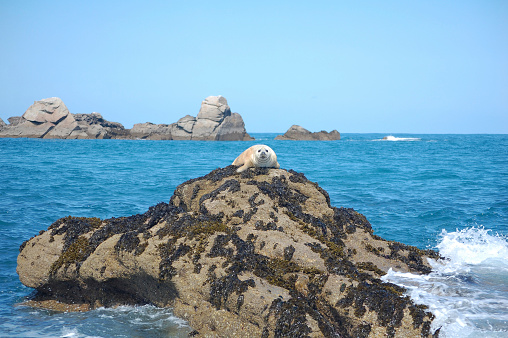 atlantic grey seal pup on rock in scilly isles