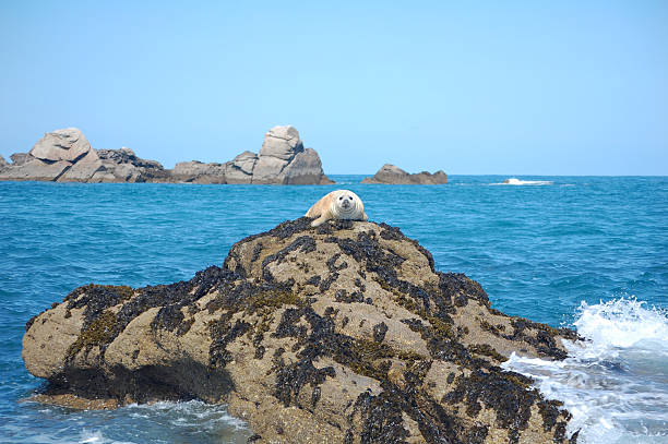 серый тюленёнок на скалах - grypus стоковые фото и изображения