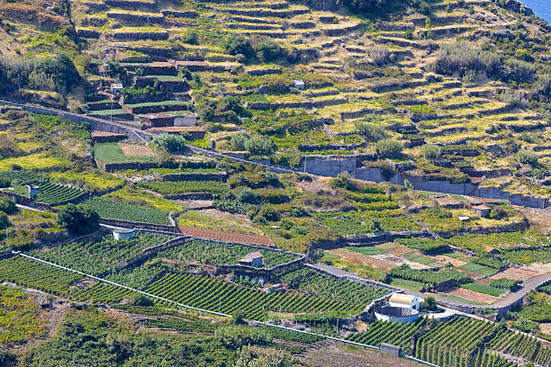 agrigulture sull'isola di madeira, portogallo) - agrigulture foto e immagini stock