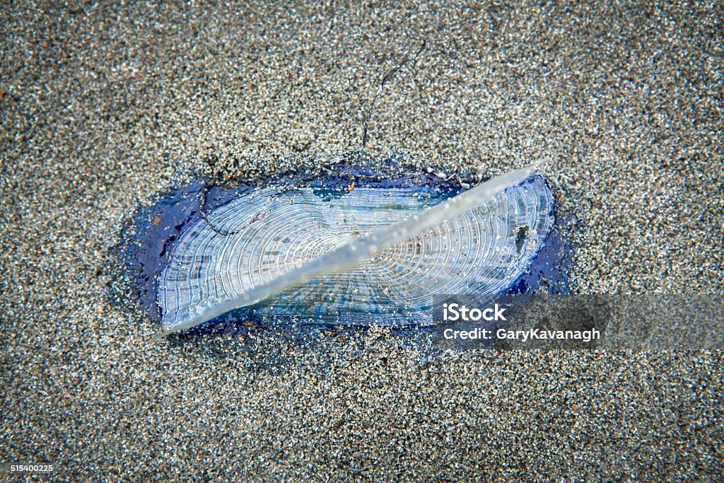 By-thewind-sailor (V. velella) washed ashore on Catalina Island, CA By-thewind-sailor (V. velella) is a free floating hydrozoan, and due to uncommon wind conditions many thousands washed ashore along the west coast in August of 2014. Also known as sea raft, purple sail, or little sail. Animal Stock Photo