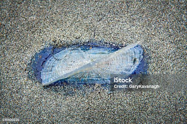 Bythewindsailor Washed Ashore On Catalina Island Ca Stock Photo - Download Image Now