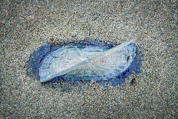By-thewind-sailor (V. velella) is a free floating hydrozoan, and due to uncommon wind conditions many thousands washed ashore along the west coast in August of 2014. Also known as sea raft, purple sail, or little sail.