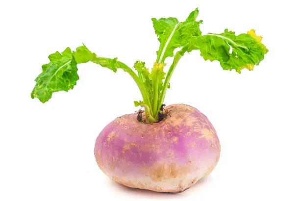 Ripe turnip isolated on white