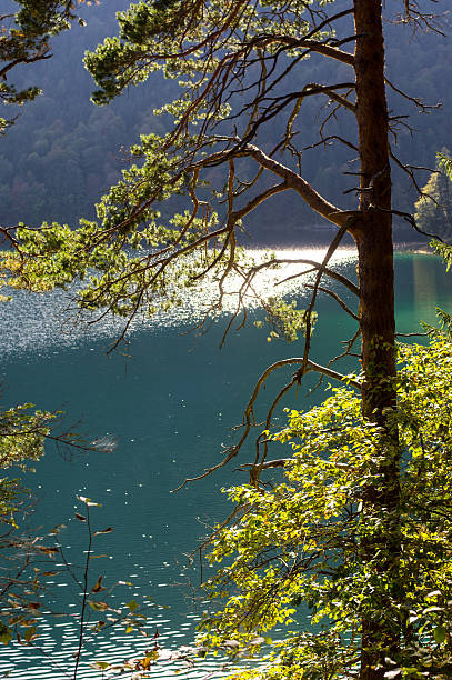 Natur-Baum vor einem See – Foto