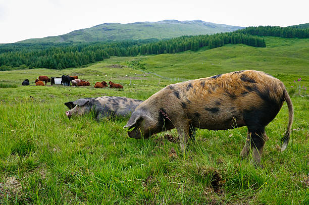 Pigs graze on a green meadow near the Transfagaras highway in the picturesque mountain areas on a sunny day in Romania