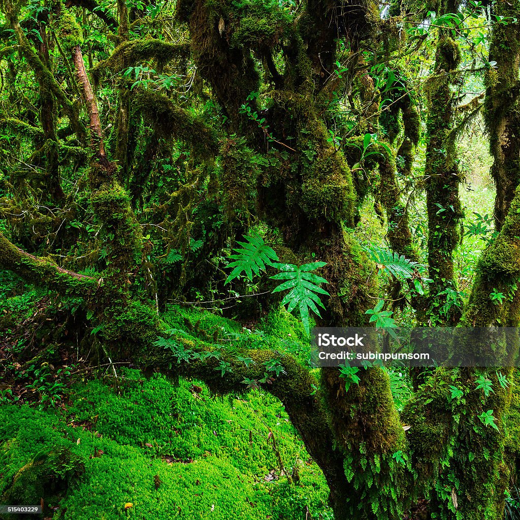 Integridad del bosque - Foto de stock de Aire libre libre de derechos