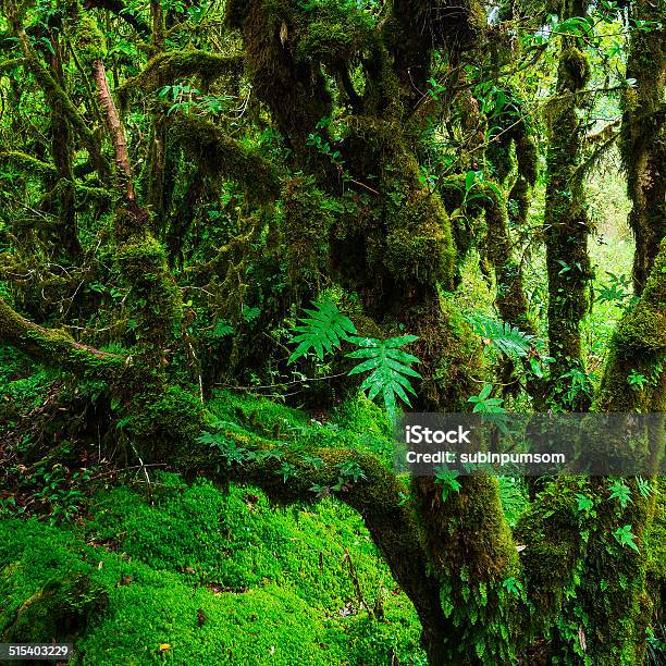 Integridad Del Bosque Foto de stock y más banco de imágenes de Aire libre - Aire libre, Asia, Bosque