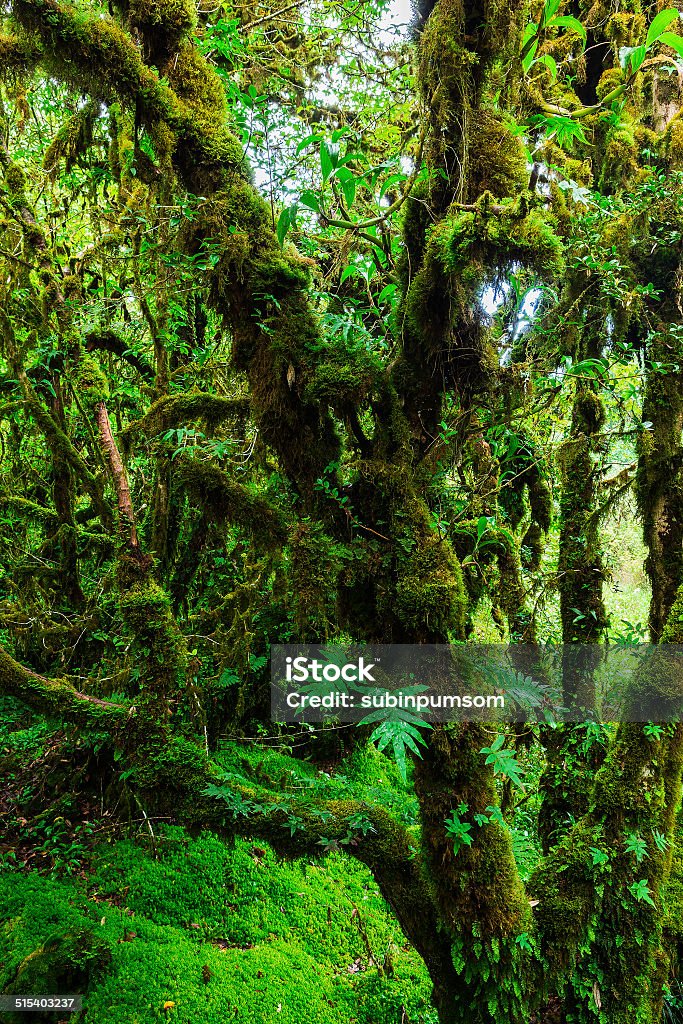 Integridad del bosque - Foto de stock de Aire libre libre de derechos