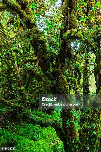 Integridad Del Bosque Foto de stock y más banco de imágenes de Aire libre - Aire libre, Asia, Bosque