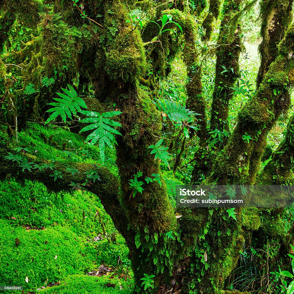 Integridad del bosque - Foto de stock de Aire libre libre de derechos