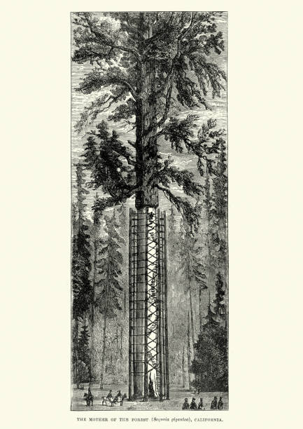 Vintage engraving of the Mother of the Forest which was an ancient and huge Sequoiadendron tree. The tree lived in the Sierra Nevada Mountains in eastern central California, United States