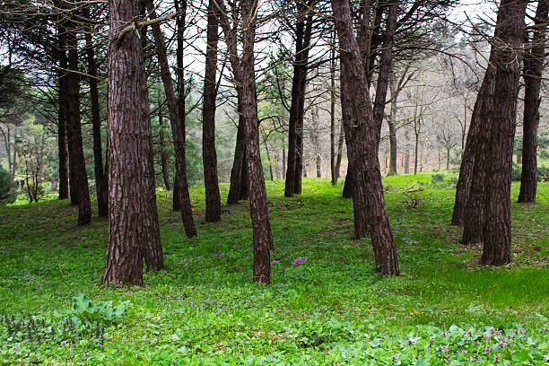 istock Forest view at park in Istanbul 515435436