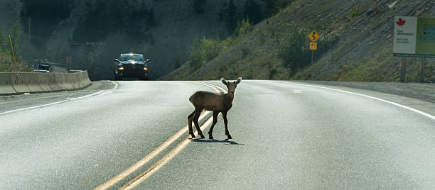 Young Deer walks across highway on a blind curve