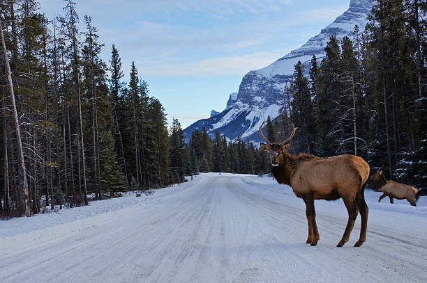Bull Elk in Banff in the Canadian Rockies A bull elk stands proudly in the frozen road in Banff, Alberta in the Canadian Rockies. bull pine stock pictures, royalty-free photos & images