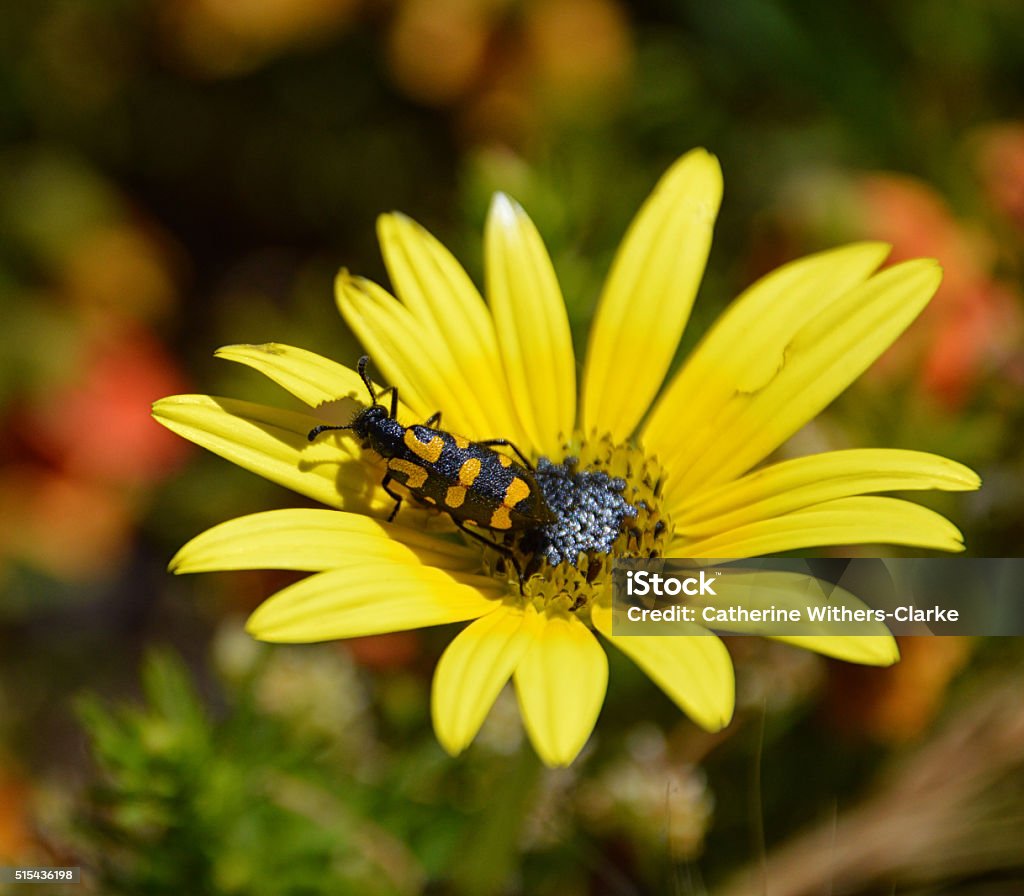 Spotted Blister Beetle A Spotted Blister Beetle on a yellow daisy, South Africa Africa Stock Photo