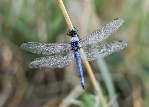 Blue Dragonfly sitting on grass