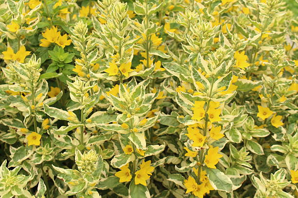 lysimaque jaune des fleurs-lysimachia punctata alexandre - punctata photos et images de collection