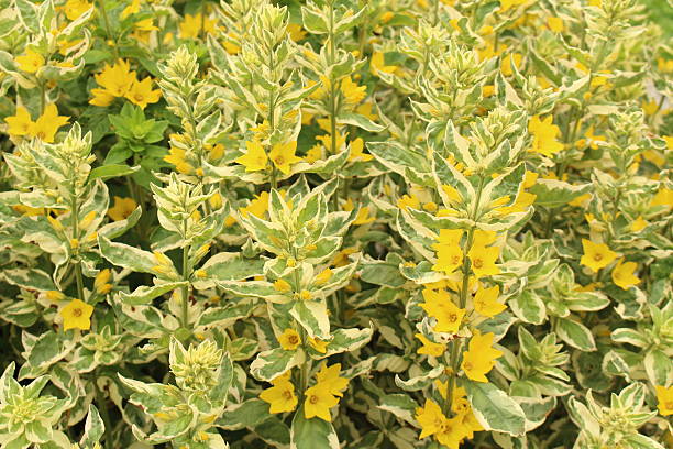 " żółty krwawnica"  kwiaty-lysimachia punctata aleksander - punctata zdjęcia i obrazy z banku zdjęć