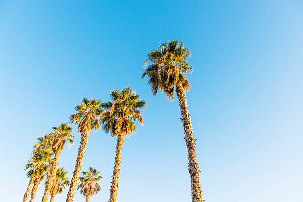 istock Desert Palm Trees in Downtown Las Vegas 515437580