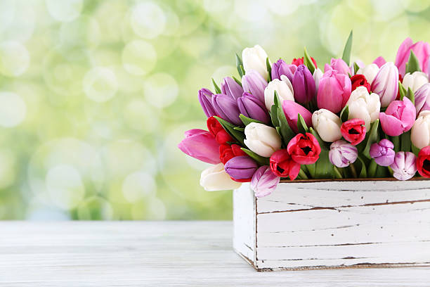 blumen - greeting card flower mothers day tulip stock-fotos und bilder