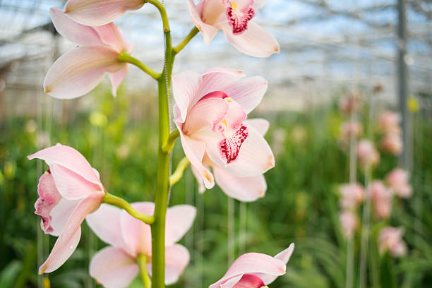 istock Pink orchids in a Dutch greenhouse 515438118