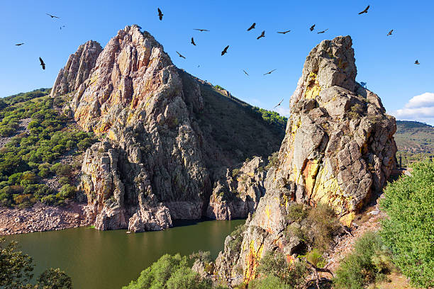 Mirador del Salto del Gitano in Monfrague National Park, Spain Nest of a colony of black vultures over Tagus river. Province of Caceres, Spain mirador stock pictures, royalty-free photos & images