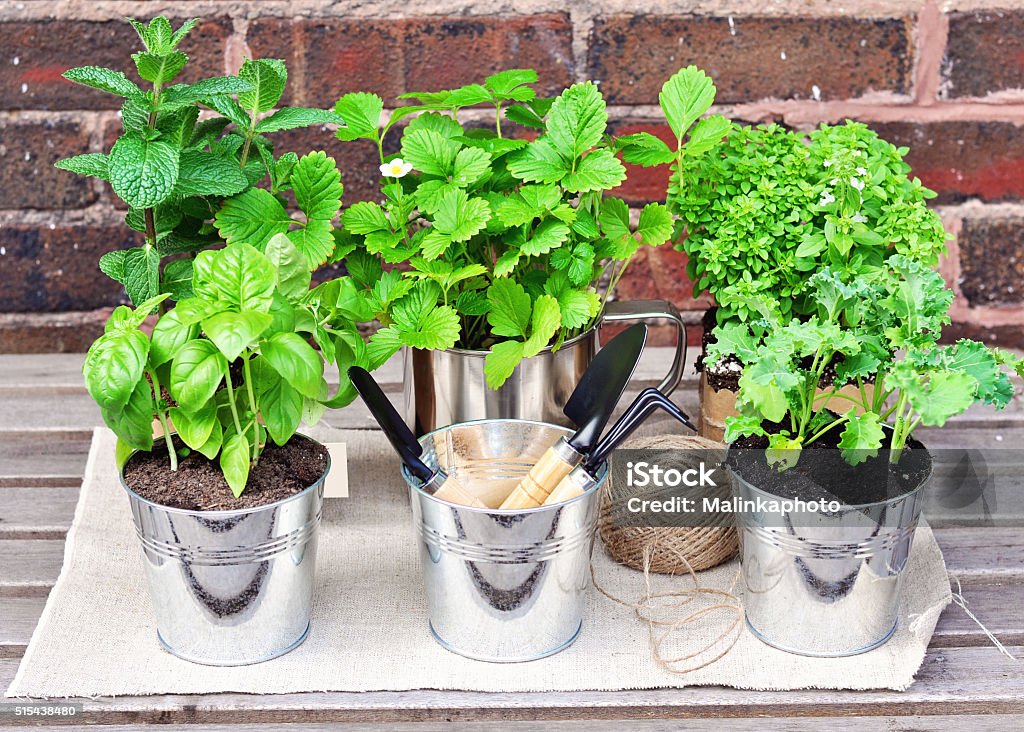 Herb garden. Mint, basel, strawberry, thyme, kale. Herb garden with mint, basel, strawberry, thyme, and kale. Herb Garden Stock Photo