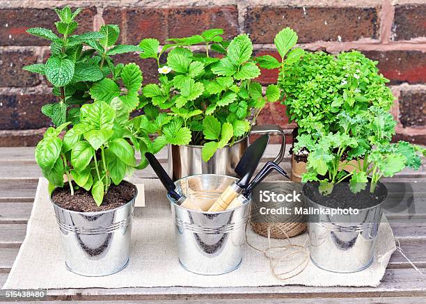 Herb Garden Mint Basel Strawberry Thyme Kale Stock Photo - Download Image Now - Herb Garden, Herb, Flower Pot