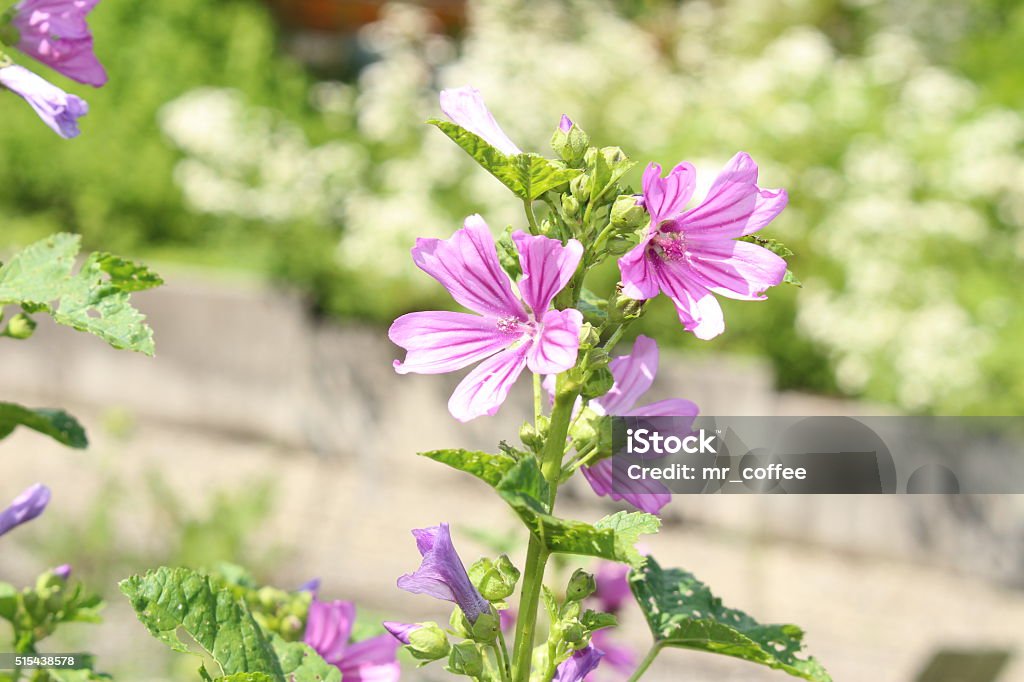 "Common Mallow" flowers - Malva Sylvestris - Royalty-free Aziatische en Indiase etniciteit Stockfoto "Common Mallow" flowers - Malva Sylvestris - Royalty-free Aziatische en Indiase etniciteit Stockfoto