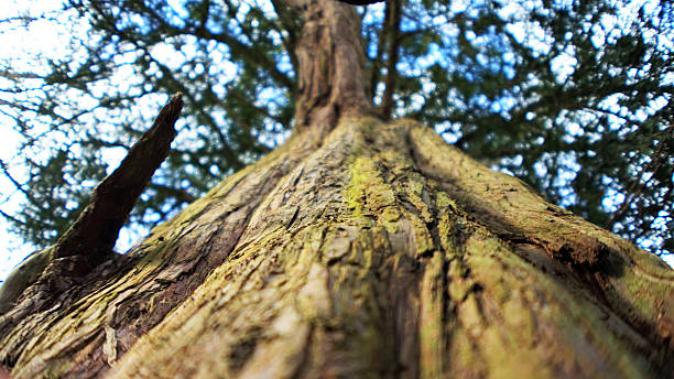 зеленый дерево крупным планом - chrissy стоковые фото и изображения