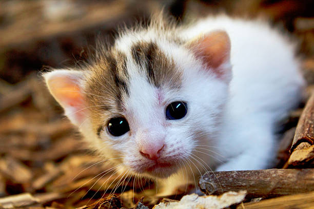 istock Adorable little cat with white fur in a barn 515439124