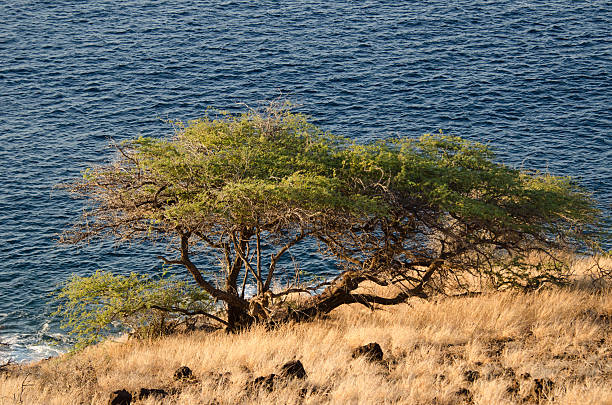 Tree Near Ocean stock photo