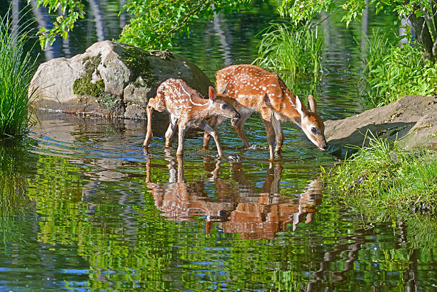 istock White tailed deer fawns drink from a clear pond. 515440986