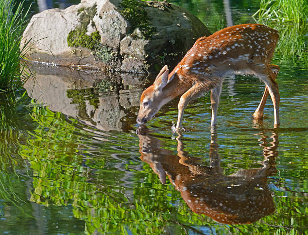 deer, fawn, water, reflections