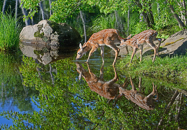 istock Two white tailed fawns drinking water from a blue lake. 515441602