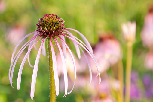 Echinacea flower bloom in summer hot color fresh evening with green background