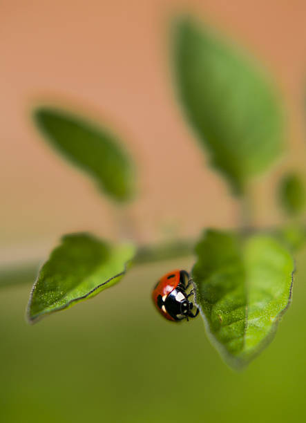 red ladybird on a green leaf, close-up blurred stock photo