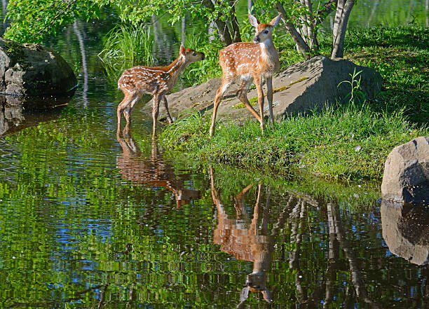 istock White tailed deer fawns near clear water. 515442426