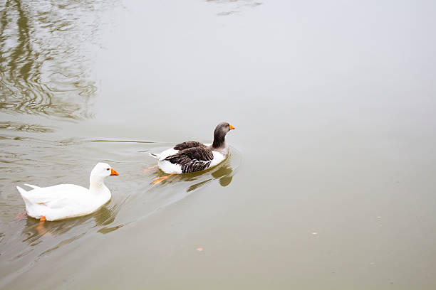 istock Ducks swimming in Istanbul 515442574