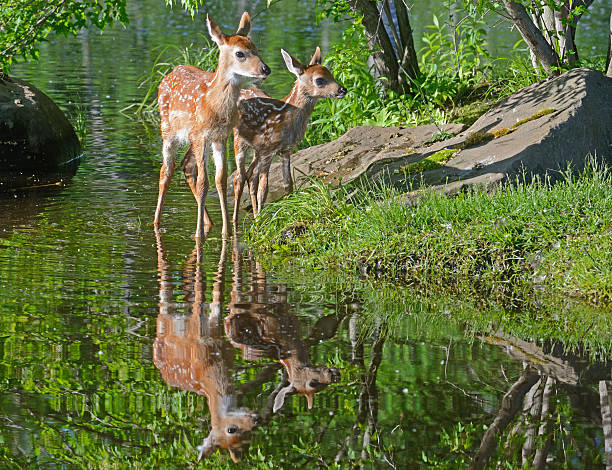 istock Water reflections of two white tailed deer fawns. 515442646