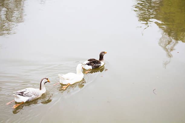 istock Ducks swimming in Istanbul 515442692