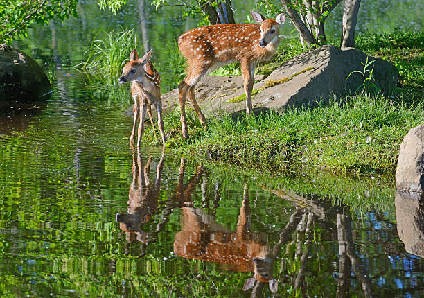 istock Two white tailed deer fawns showing water reflections. 515442888
