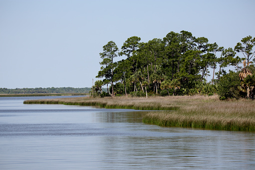 Apalachicola Bay shoreline with grasses and trees