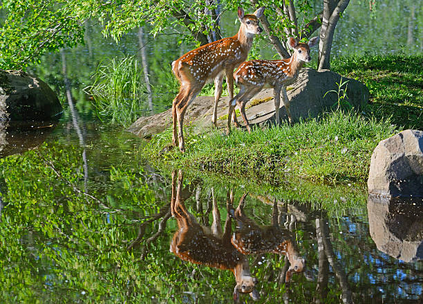 istock Two beautiful white tailed deer fawns showing water reflections. 515443114