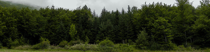 A line of firs and deciduous green trees of a temperate forest.